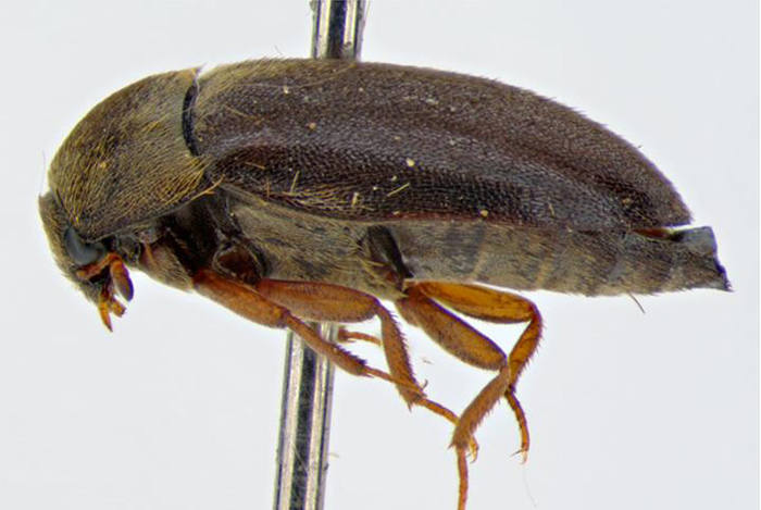 Attagenus unicolor. Foto: Caroline Harding, MAF/CC BY 3.0