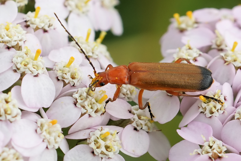 Roter Weichkäfer (Rhagonycha fulva). Foto: Hans Hillewaert/CC BY-SA 3.0